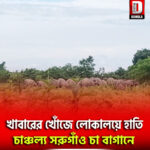 খাবারের খোঁজে লোকালয়ে হাতি, চাঞ্চল্য সরুগাঁও চা বাগানে
