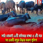 ১৬চাকা লরি বোঝাই ১২টি মহিষের বাচ্চা ও ২টি গরু সহ একটি বাছুর উদ্ধার করল বক্সিরহাট জোড়াই ফাঁড়ির পুলিশ