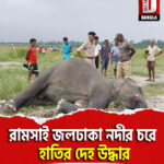 ময়নাগুড়ি ব্লকের রামসাই জলঢাকা নদীর চরে হাতির দেহ উদ্ধার