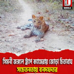কোটশিলার সিমনী জঙ্গলে ট্র্যাপ ক্যামেরায় জোড়া চিতাবাঘ, সচেতনতায় বনদফতর