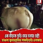 এক ষাঁড়কে ছুড়ি মেরে হত্যার চেষ্টা, চাঞ্চল্য আলিপুরদুয়ার কুমারগ্রামের পাকড়িগুড়ি এলাকায়