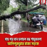 গাছ পড়ে যান চলাচল বন্ধ শামুকতলা- আলিপুরদুয়ার রাজ্য সড়কে