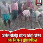 ময়নাগুড়িতে বেহাল রাস্তায় ধানের চারা রোপন করে বিক্ষোভ গ্রামবাসীদের