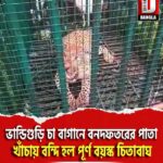 জলপাইগুড়ি ভান্ডিগুড়ি চা বাগানে বনদফতরের পাতা খাঁচায় বন্দি হল পূর্ণ বয়স্ক চিতাবাঘ