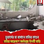 ডুয়ার্সের চা বাগানে হাতির তাণ্ডব, হাতির আক্রমণে ক্ষতিগ্রস্ত তিনটি বাড়ি