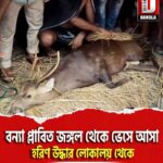 বন্যা প্লাবিত জঙ্গল থেকে ভেসে আসা হরিণ উদ্ধার লোকালয় থেকে