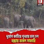 দুর্যোগ কাটিয়ে পুনরায় চালু হল বক্সায় জঙ্গল সাফারি