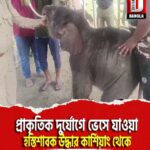 প্রাকৃতিক দুর্যোগে ভেসে যাওয়া হস্তিশাবক উদ্ধার কার্শিয়াং থেকে