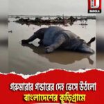গরুমারার গন্ডারের দেহ ভেসে উঠলো বাংলাদেশের কুড়িগ্রামে