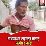 মাথাভাঙায় শেয়ালের কামড়ে জখম ১ ব্যক্তি